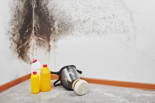Best Mold Removal Near Me  in Roscommon, MI
