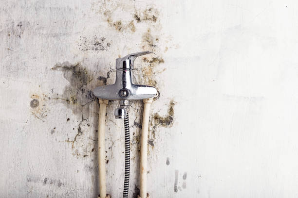 Best Home Mold Removal  in Roscommon, MI