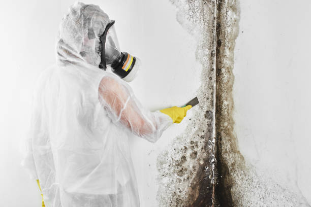 Best Best Mold Removal Companies  in Roscommon, MI
