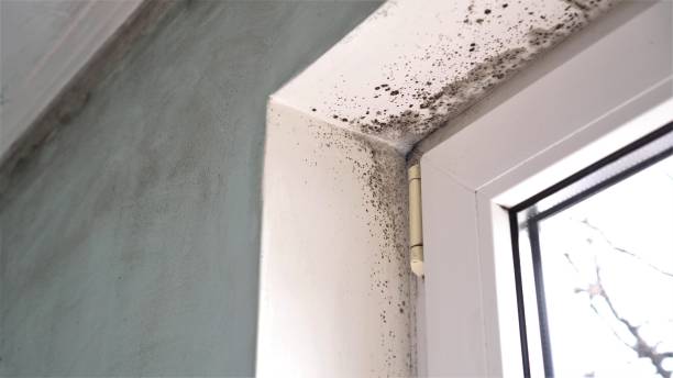Best Toxic Mold Removal  in Roscommon, MI