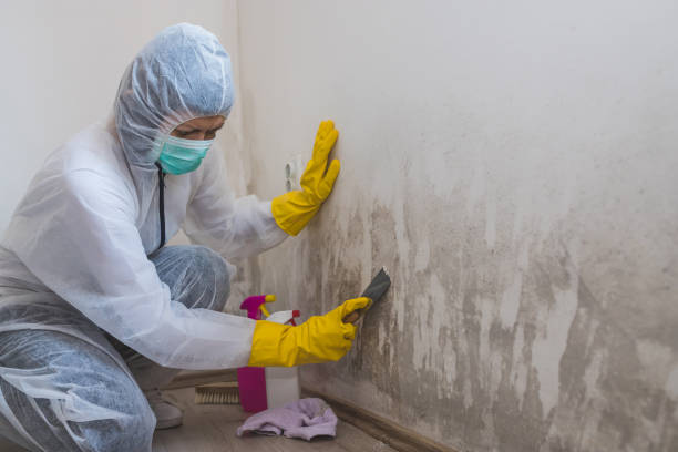 Best Attic Mold Removal  in Roscommon, MI