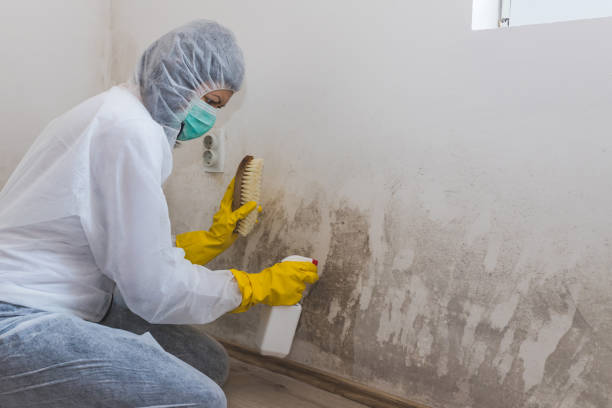 Best Fast Mold Removal  in Roscommon, MI