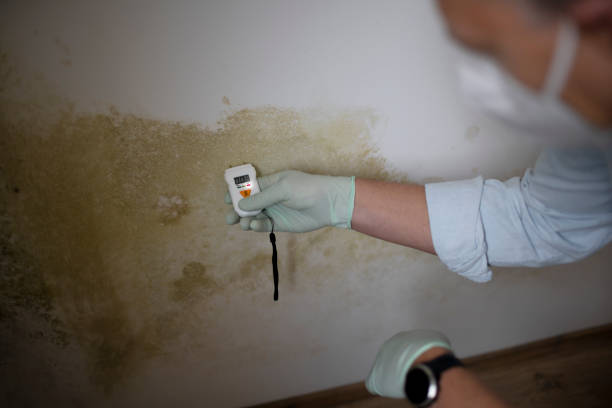 Best Mold Removal Near Me  in Roscommon, MI