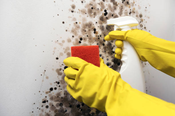 Best Commercial Mold Removal  in Roscommon, MI