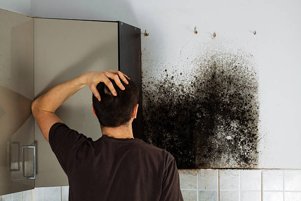 Professional Mold Removal in Roscommon, MI