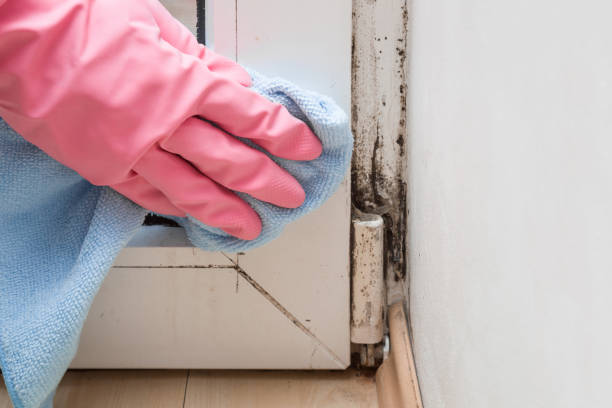 Best Crawl Space Mold Removal  in Roscommon, MI